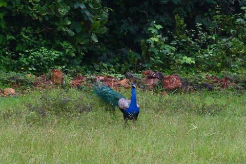 Birds in Goa - Download Goa Photos
